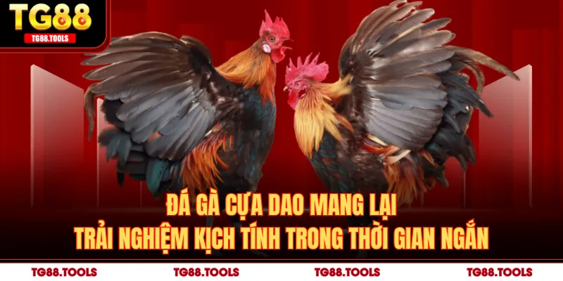 Đá gà cựa dao mang lại trải nghiệm kịch tính trong thời gian ngắn