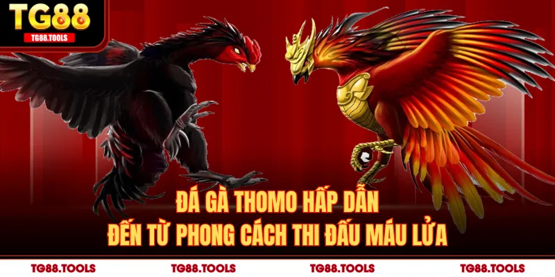Đá gà Thomo hấp dẫn đến từ phong cách thi đấu máu lửa
