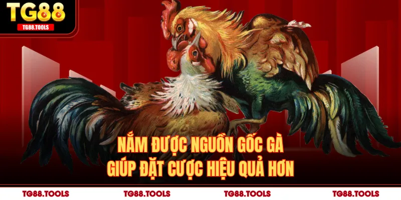 Nắm được nguồn gốc gà giúp đặt cược hiệu quả hơn